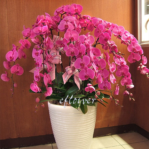 �S�Ž�������