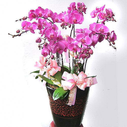 ��������զX(�Q���Q��)